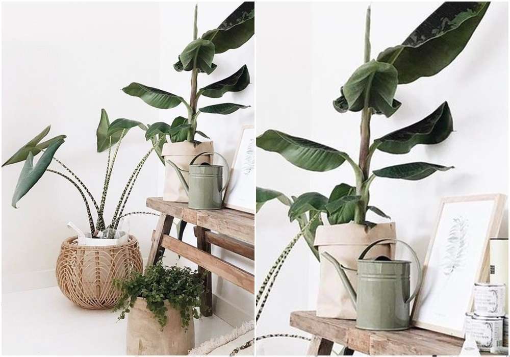 Vasos de diferentes texturas e materiais também deixam a decoração mais cool, além de valorizar as plantas